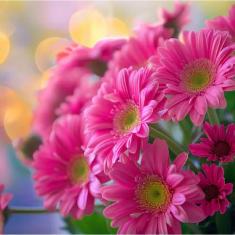 (48) Total, 5” Wide Pink DAISY with Hot Pink tipped edges Stemless flowers.